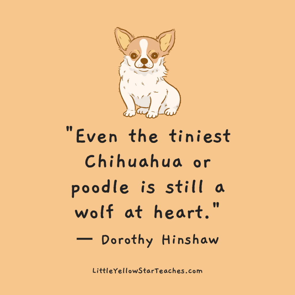 Chihuahua Quotes for Kids