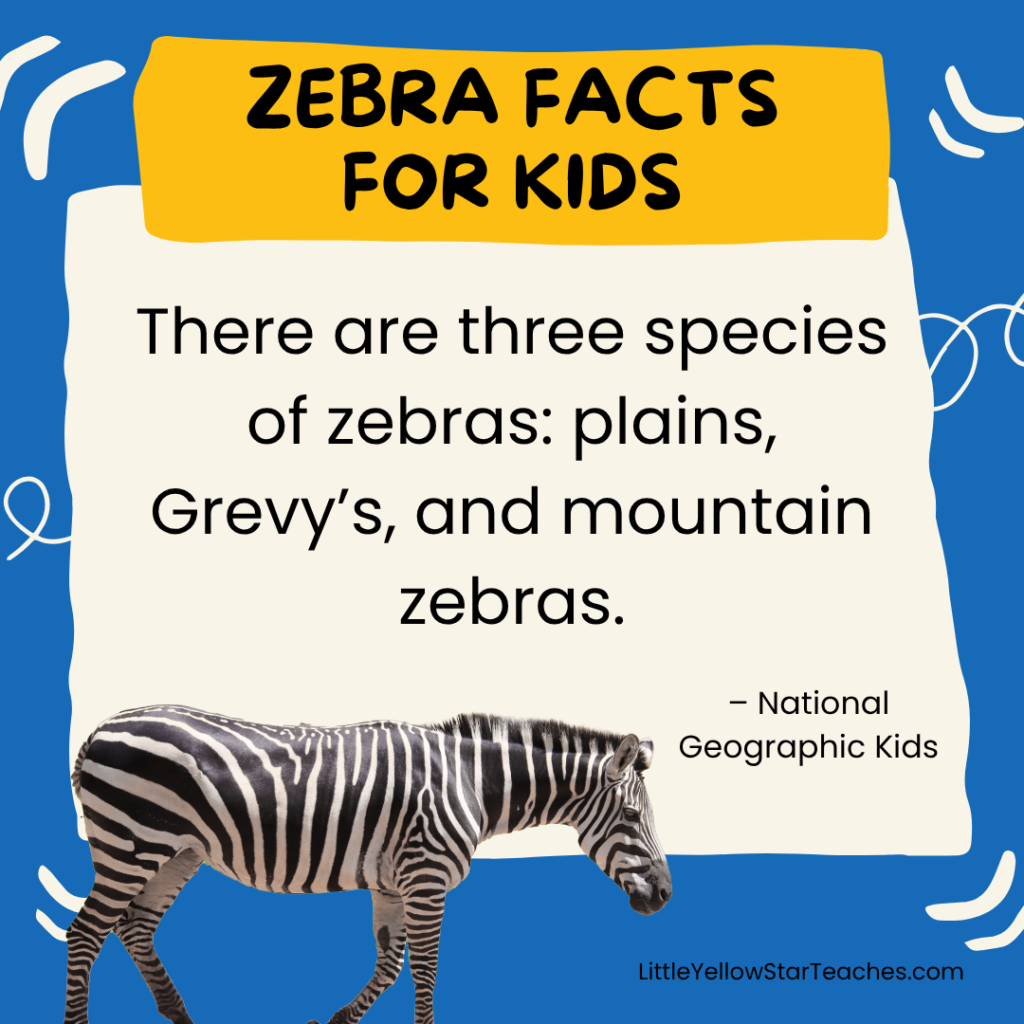 Zebra Facts for Kids
