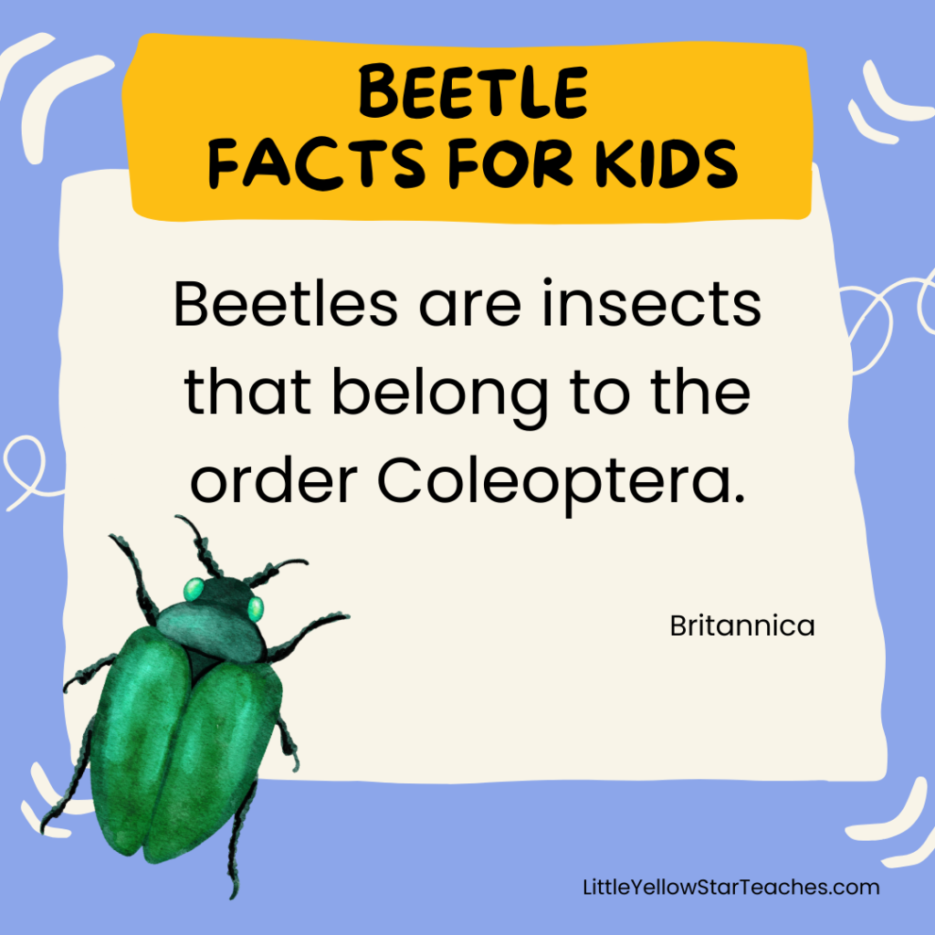 Beetle Facts for Kids