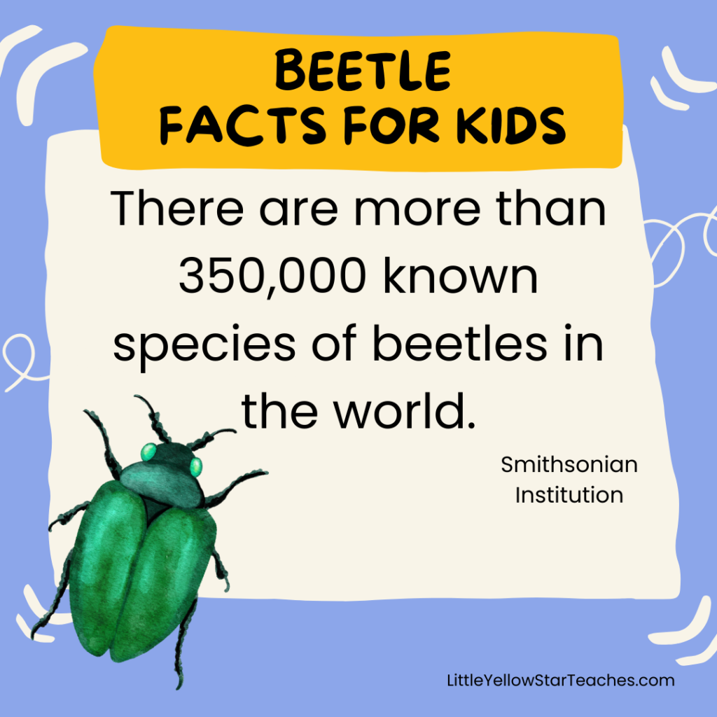 Beetle Facts for Kids