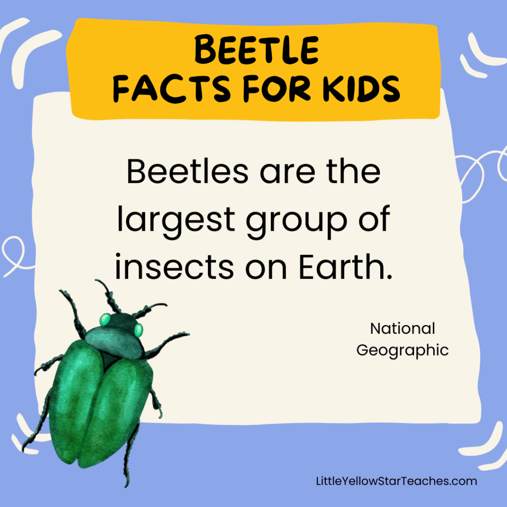 Beetle Facts for Kids