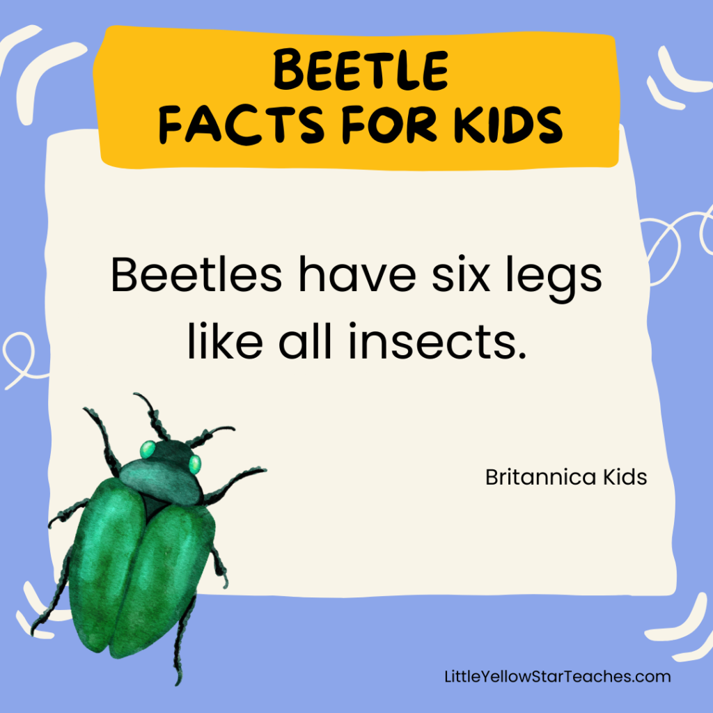 Beetle Facts for Kids