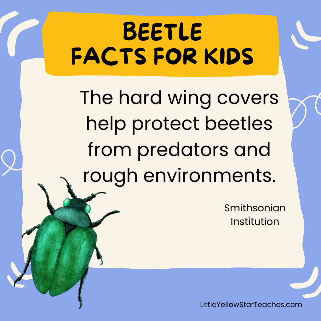 Beetle Facts for Kids
