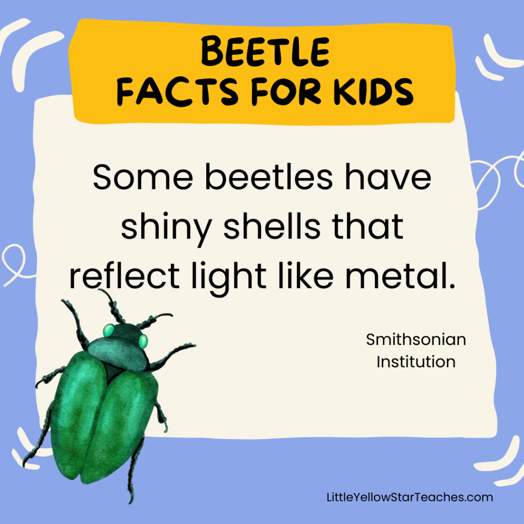 Beetle Facts for Kids