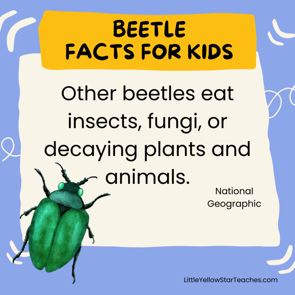 Beetle Facts for Kids