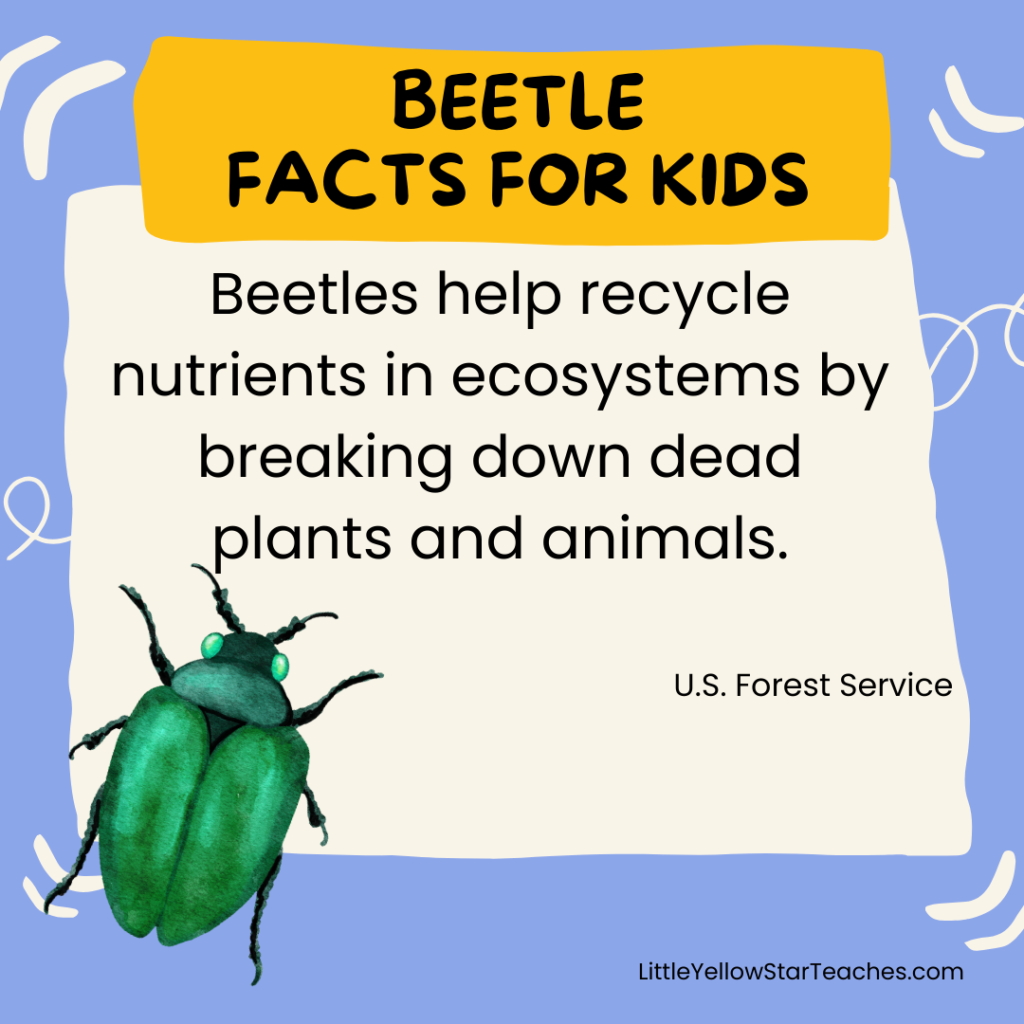 Beetle Facts for Kids