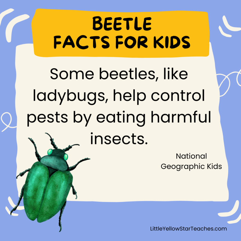 Beetle Facts for Kids