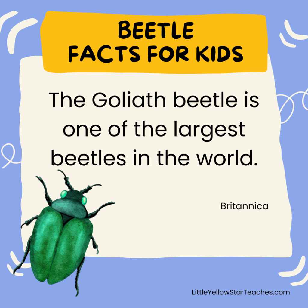 Beetle Facts for Kids