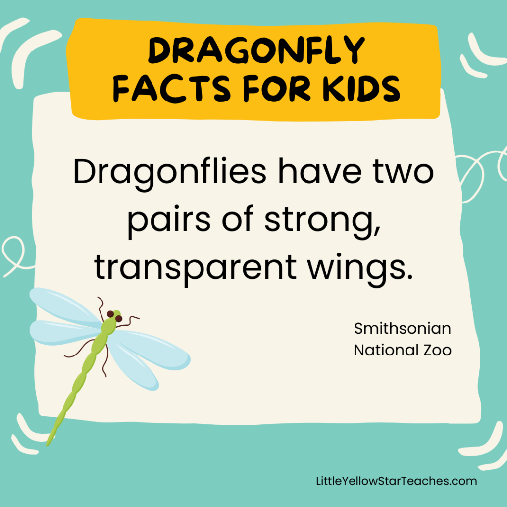 Dragonfly Facts for Kids