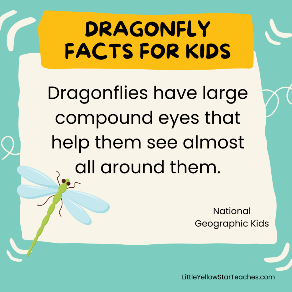 Dragonfly Facts for Kids