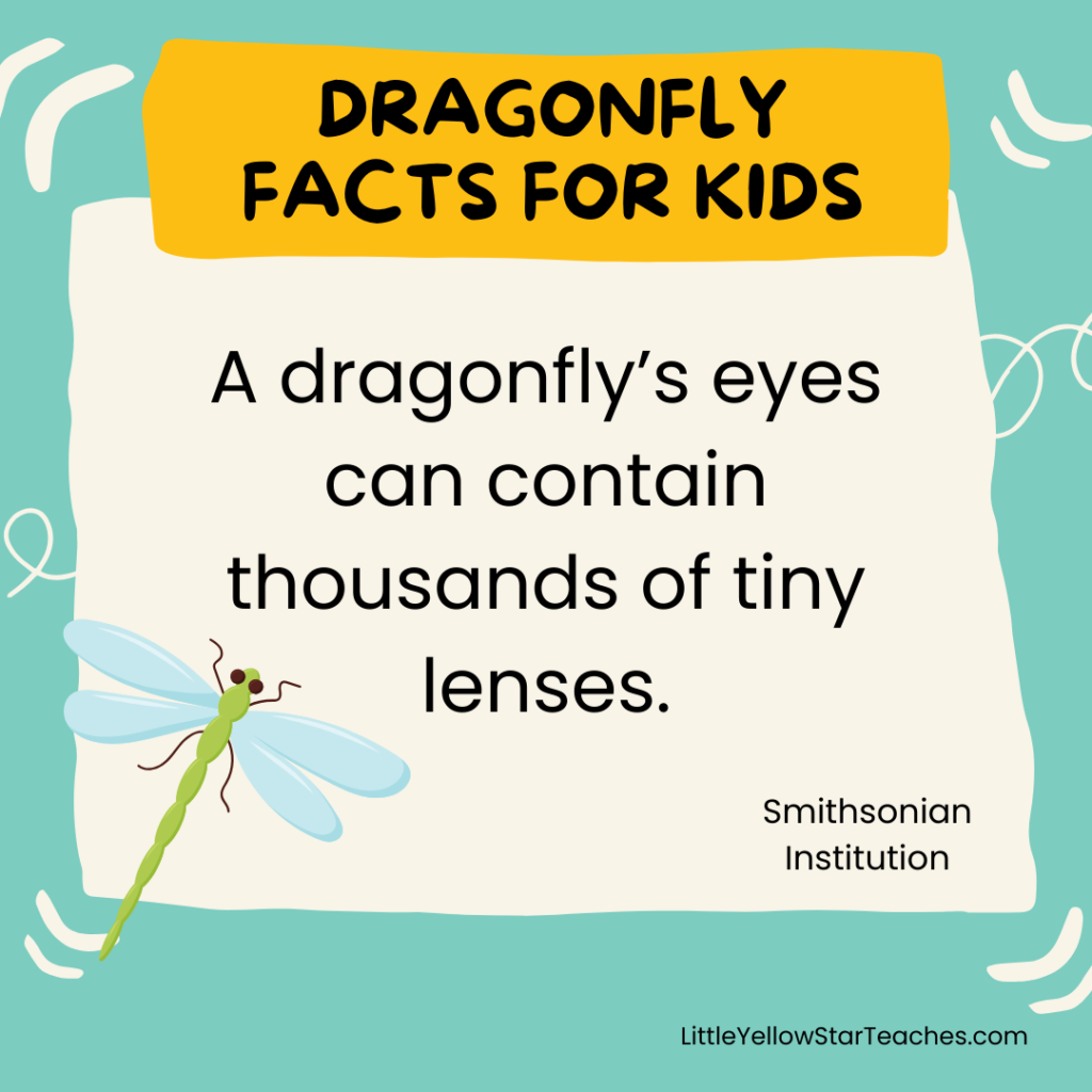Dragonfly Facts for Kids