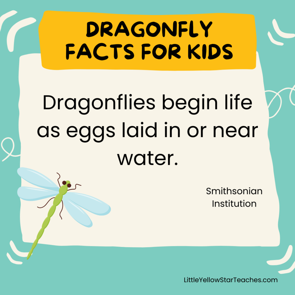 Dragonfly Facts for Kids