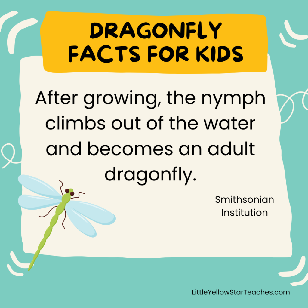 Dragonfly Facts for Kids