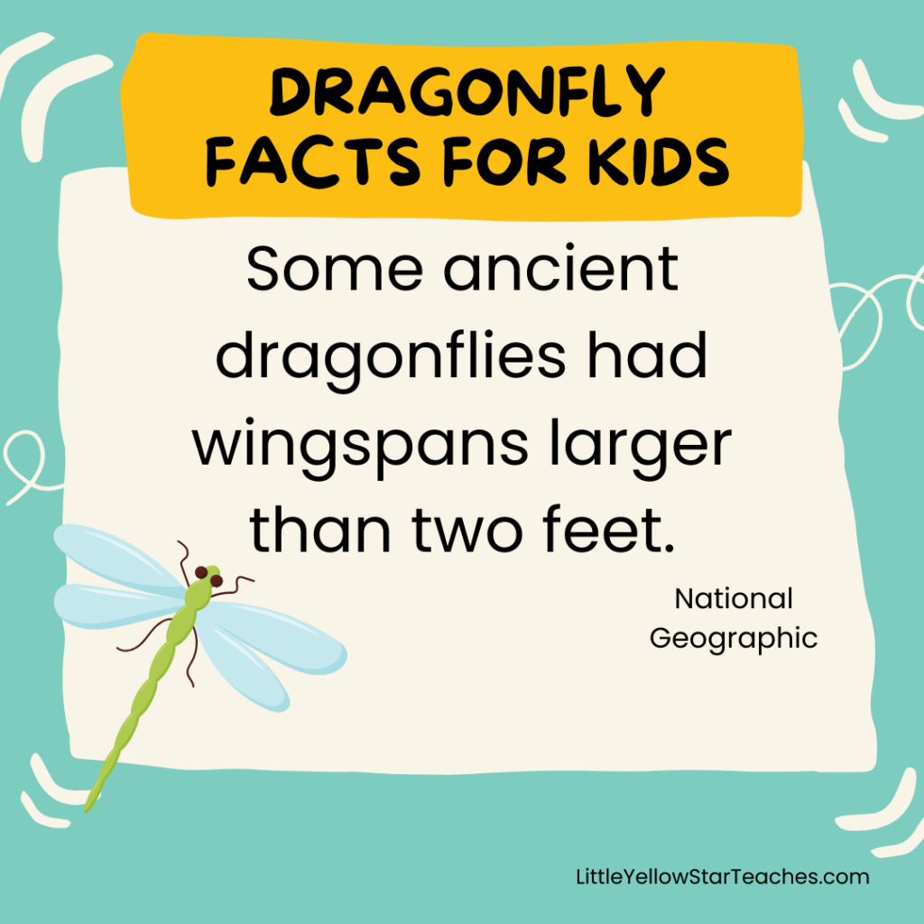 Dragonfly Facts for Kids