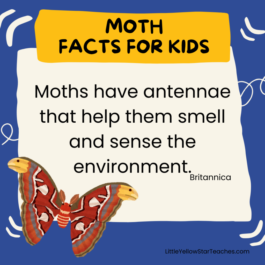 Moth Facts for Kids