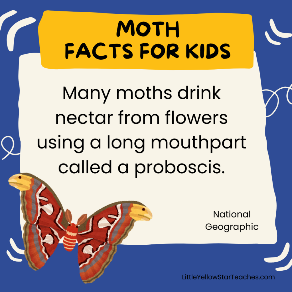 Moth Facts for Kids