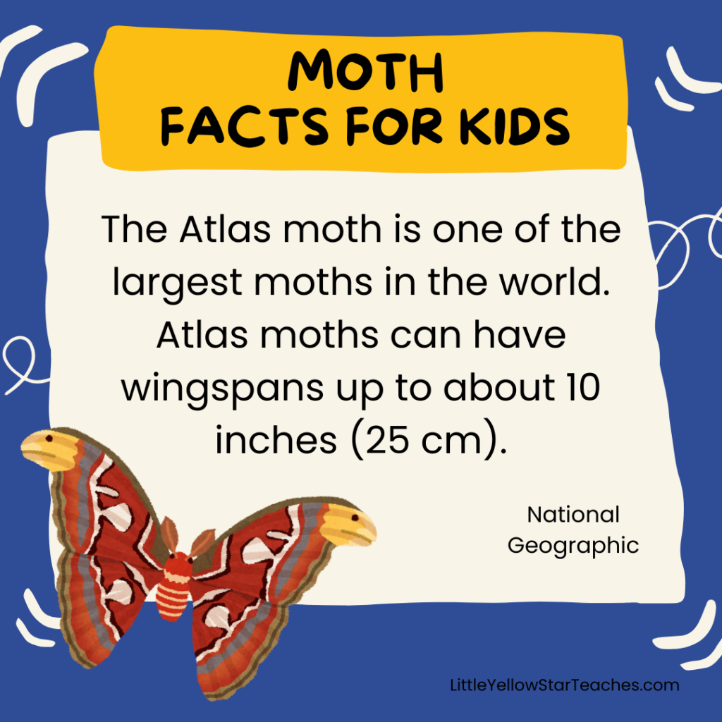 Moth Facts for Kids