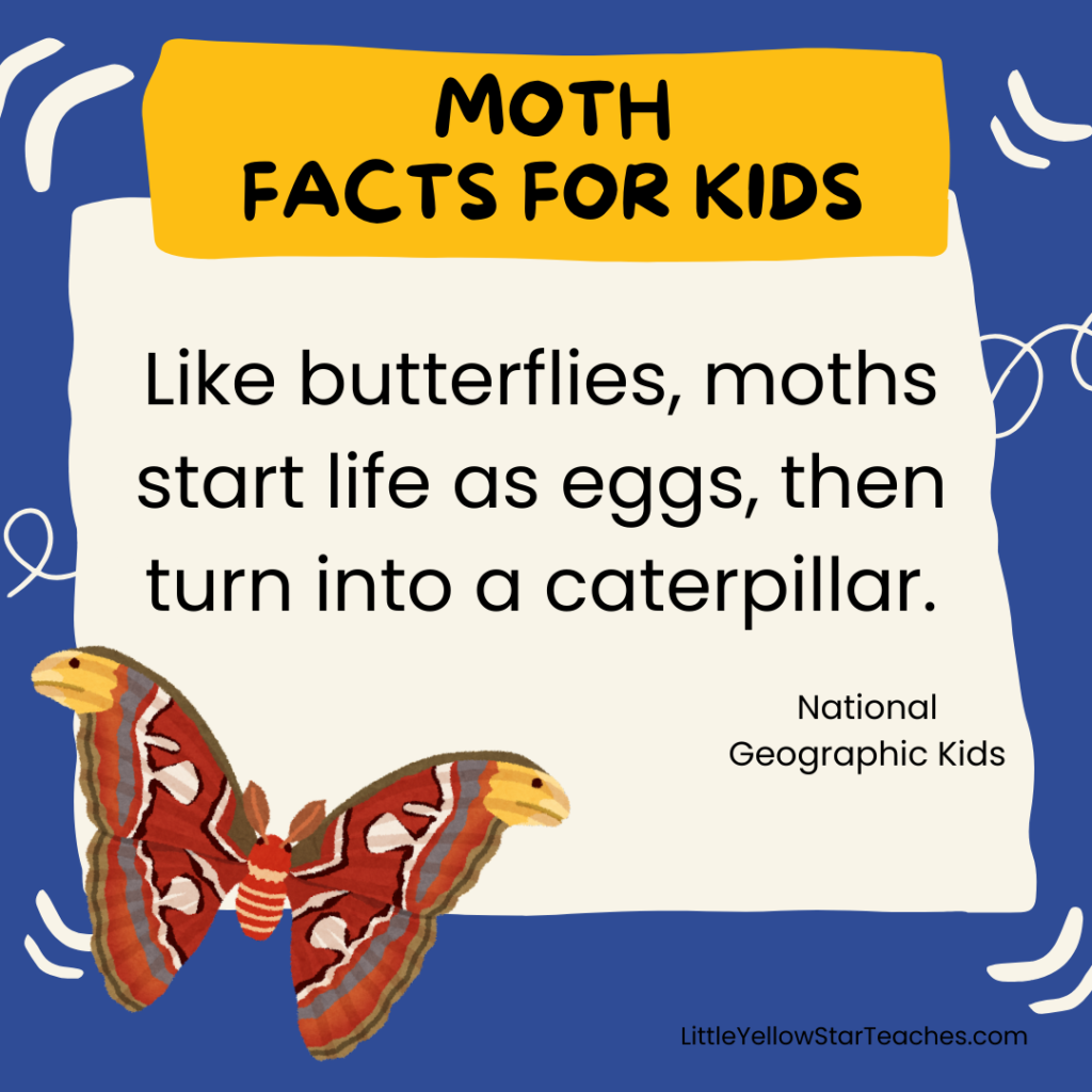 Moth Facts for Kids