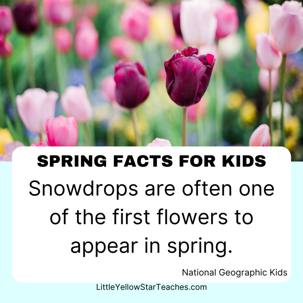 Spring Facts for Kids