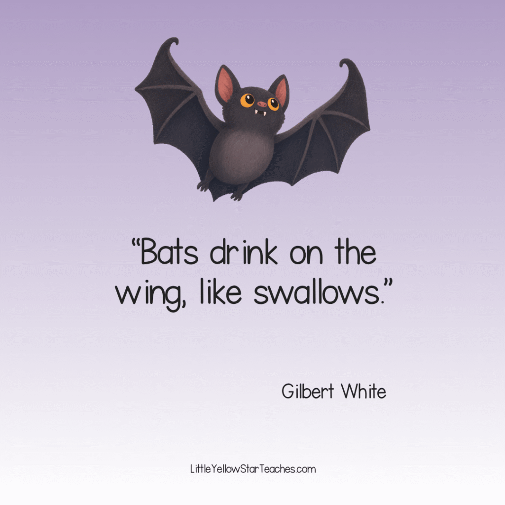 Bat Quotes for Kids