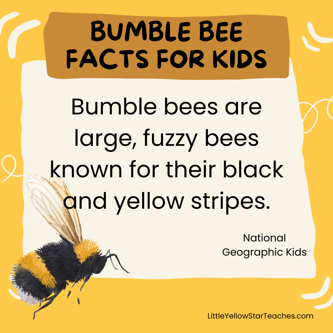 11 Bumble Bee Facts for Kids - LittleYellowStar
