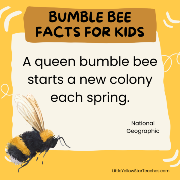 11 Bumble Bee Facts for Kids - LittleYellowStar