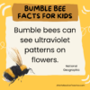 11 Bumble Bee Facts for Kids - LittleYellowStar