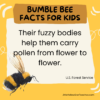 11 Bumble Bee Facts for Kids - LittleYellowStar