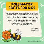 11 Pollinator Facts for Kids - LittleYellowStar
