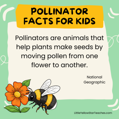 11 Pollinator Facts for Kids - LittleYellowStar