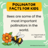 11 Pollinator Facts for Kids - LittleYellowStar