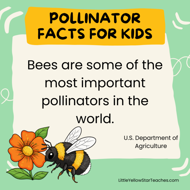 11 Pollinator Facts for Kids - LittleYellowStar