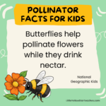 11 Pollinator Facts for Kids - LittleYellowStar