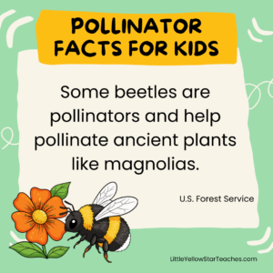 11 Pollinator Facts for Kids - LittleYellowStar