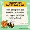 11 Pollinator Facts for Kids - LittleYellowStar