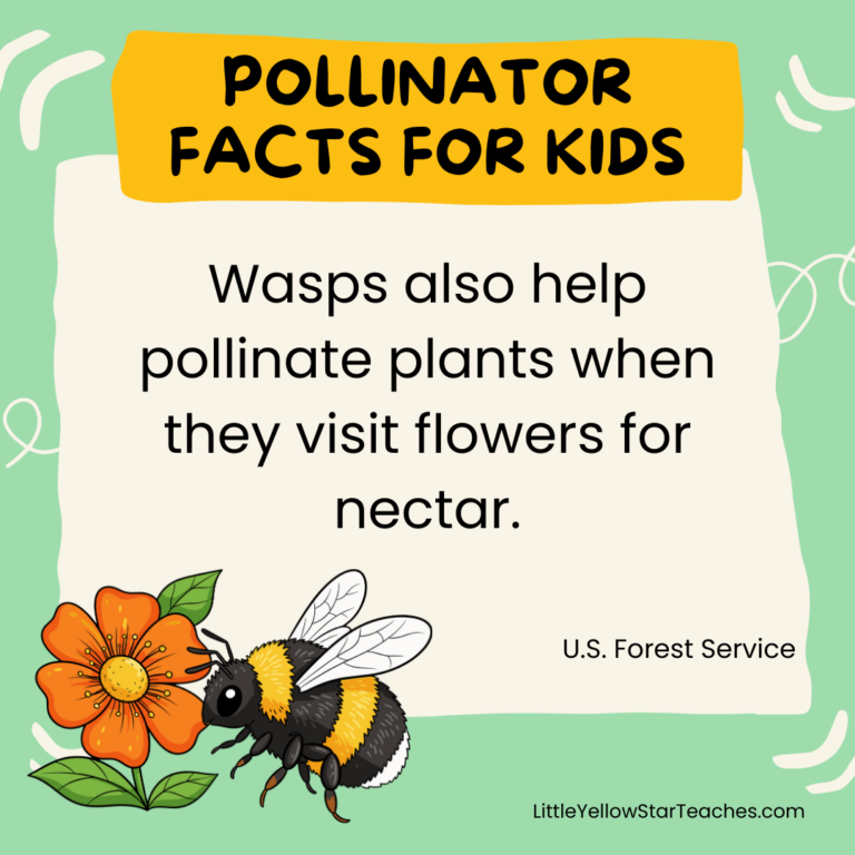 11 Pollinator Facts for Kids - LittleYellowStar